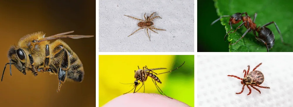 INSECTS TO WATCH OUT FOR IN SUMMER IN QUEBEC
