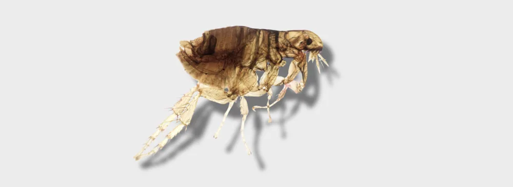 UNDERSTANDING AND TREATING HOUSE FLEAS