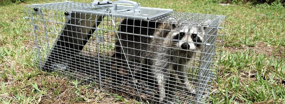 ANIMAL EXCLUSION: A HUMANE AND EFFECTIVE METHOD