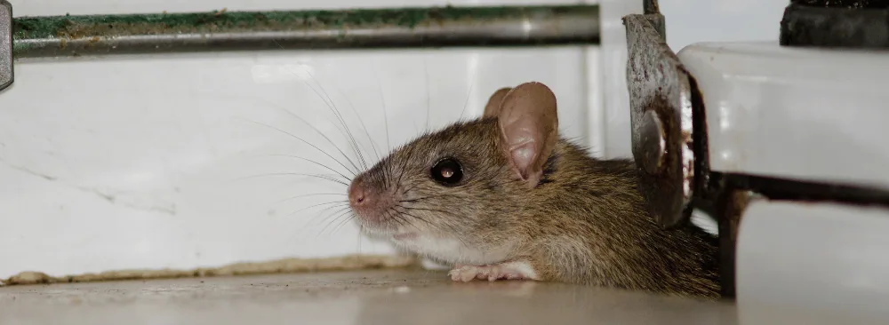 RATS RELATED TO DRAIN PROBLEMS