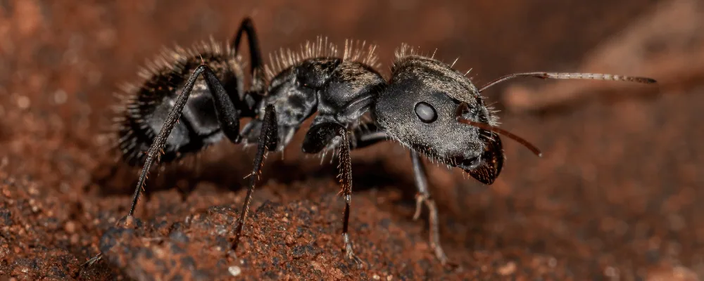 PREVENTING CARPENTER ANT INFESTATIONS IN WOODEN STRUCTURES