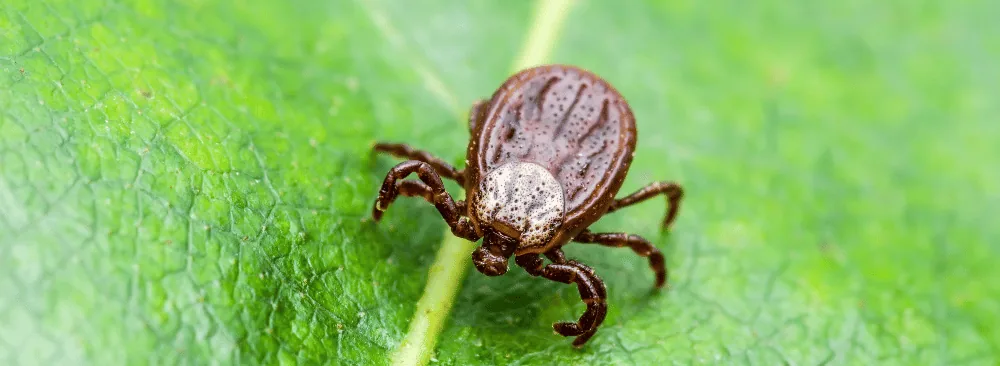 Tick Nest: Myth or Reality?