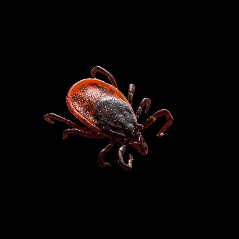 Tick