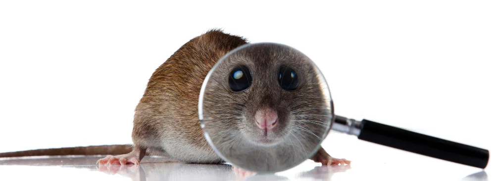 RAT INFESTATIONS IN MONTREAL: THE IMPORTANCE OF REGULAR INSPECTIONS