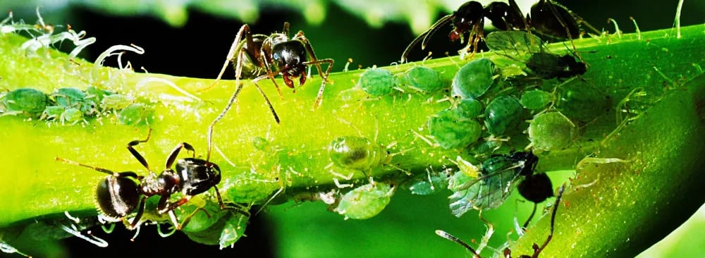 How to Get Rid of Carpenter Ants in Your Home