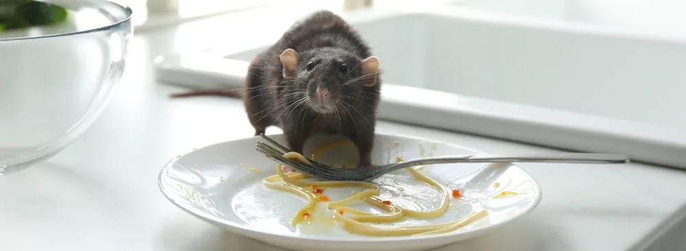 CHOOSING THE RIGHT EXTERMINATOR FOR RAT INFESTATIONS IN MONTREAL