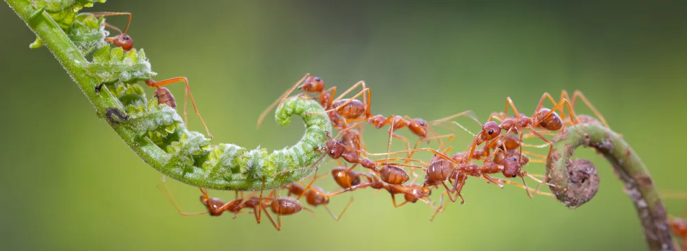 GET RID OF ANTS IN YOUR HOME: A COMPLETE GUIDE TO ANT CONTROL IN 2025