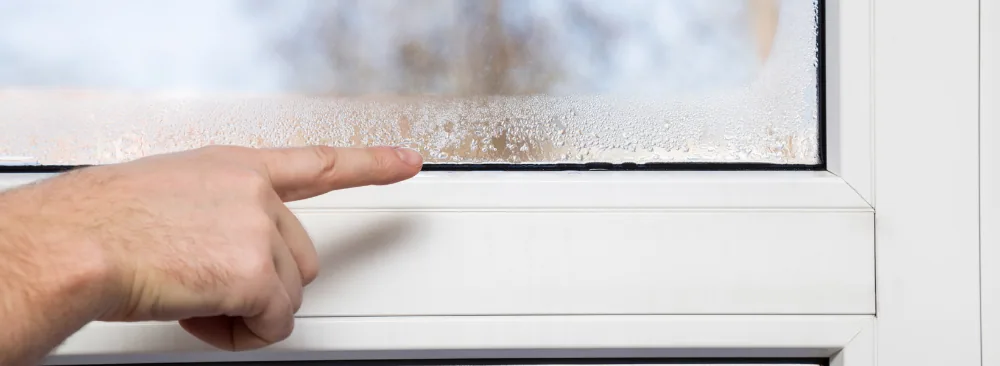 Moisture Bugs: How to Identify the Species and Eliminate the Problem