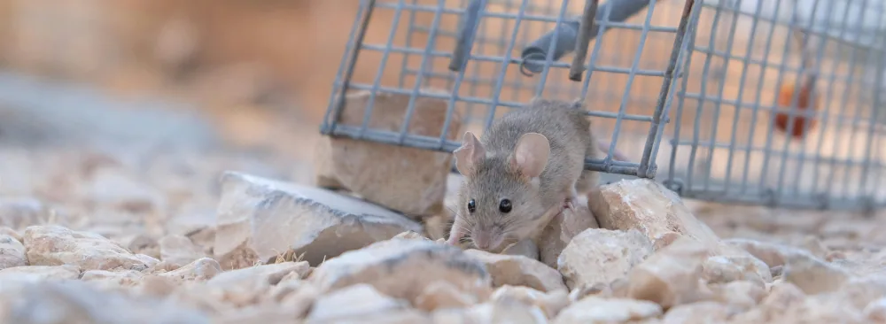 WHAT IS THE BEST CHOICE FOR YOUR HOME WHEN DEALING WITH AN INFESTATION: MOUSE TRAPS VS. RODENTICIDES