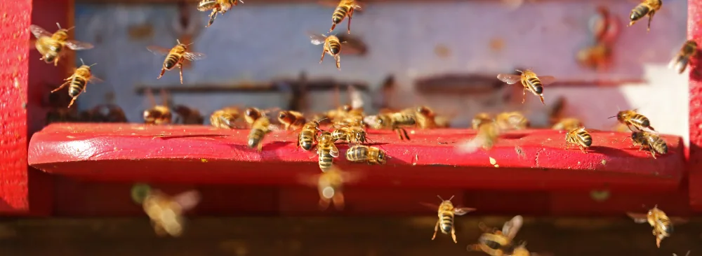 Everything You Need to Know About Flying Insect Control in Quebec: Strategies, Regulations, and Emerging Technologies