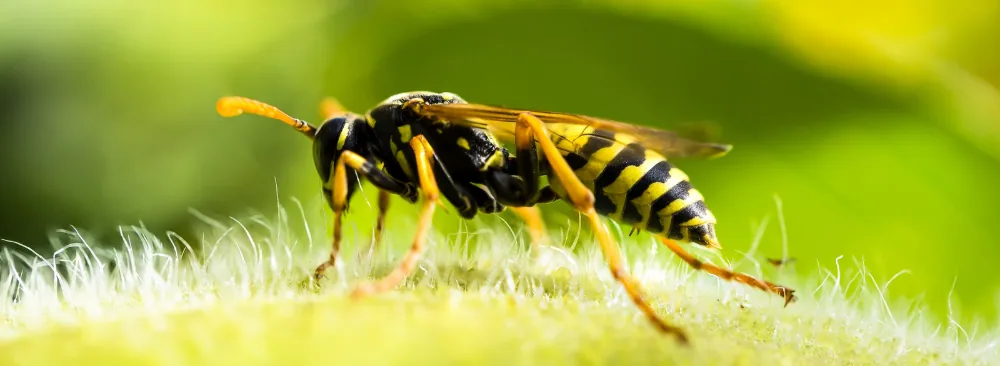 Safe Ways to Deal with a Wasp Nest at Home in Quebec: Identification, Risks, and Removal Methods
