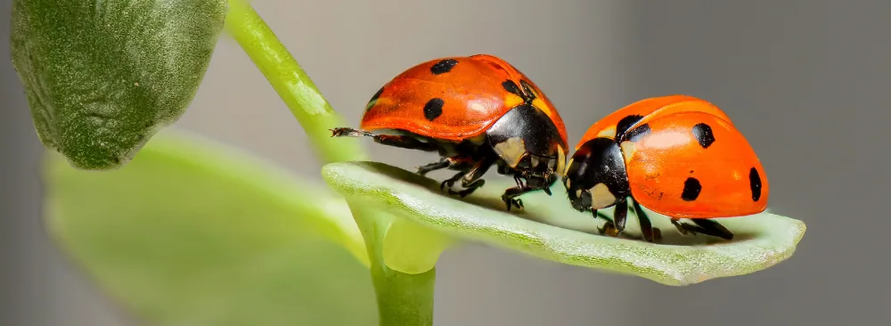 Ladybug Invasion? How to Keep Ladybugs Away from Your Home