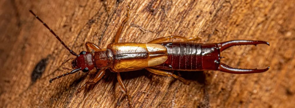 Understanding Earwig Intrusion in Quebec Homes During Summer