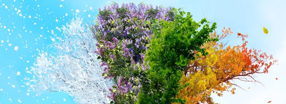 Seasonal Pest Dynamics in Quebec: Understanding Recurring Infestations in 2026