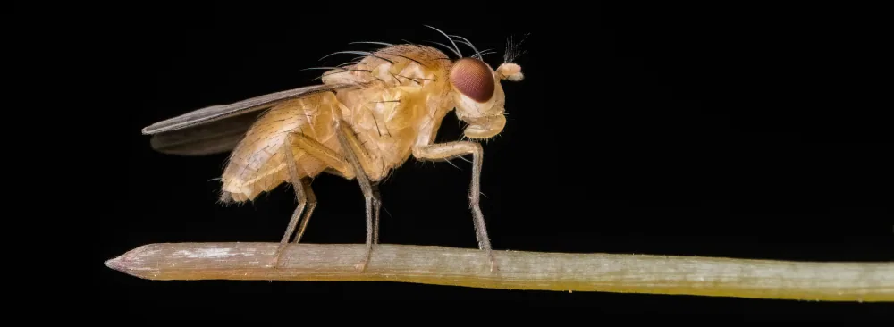 Fruit Flies or Houseflies? How to Tell Them Apart and Respond at Home in Quebec