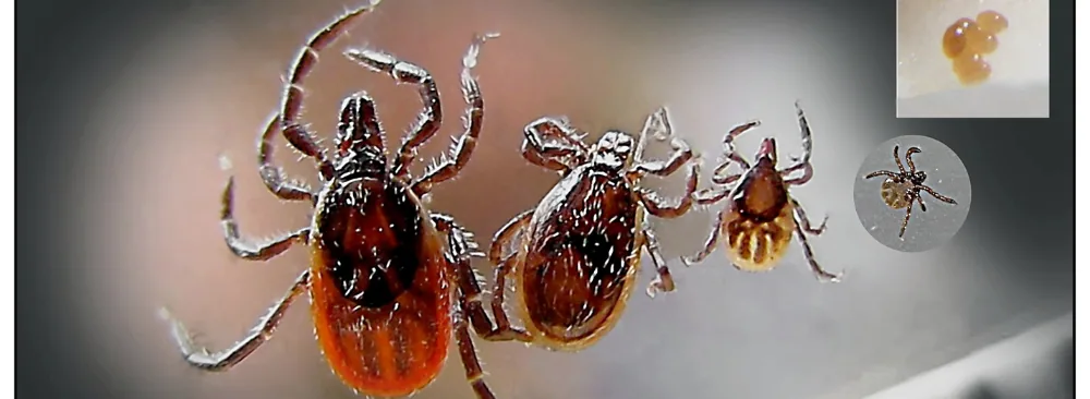 Tick Species to Know in Quebec and Their Potential Dangers: Essential Guide in 2026