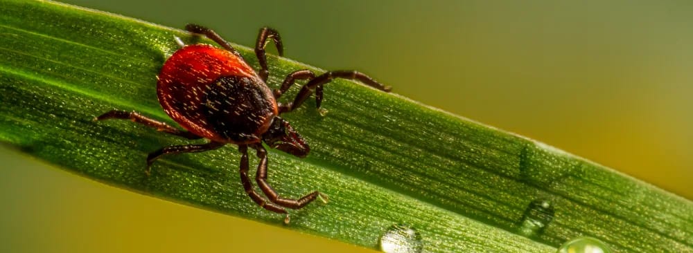 Tick Season 2026: Protecting Families and Pets in Quebec