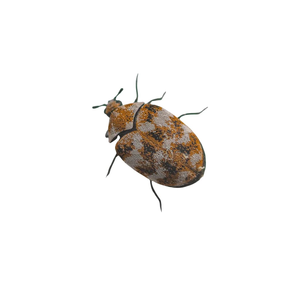 Carpet beetle