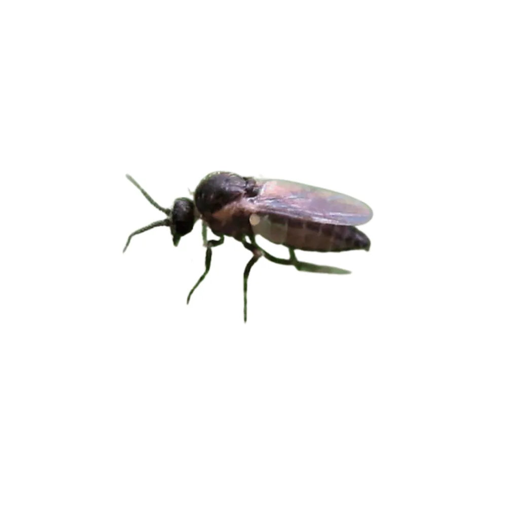 Black fly (biting midge)