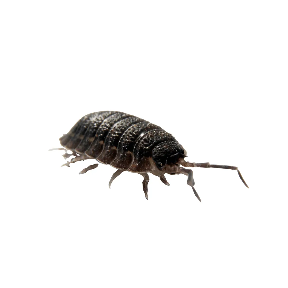 Woodlouse