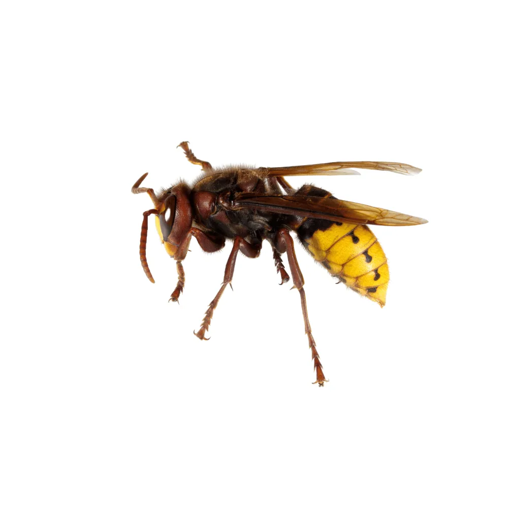 Frelon