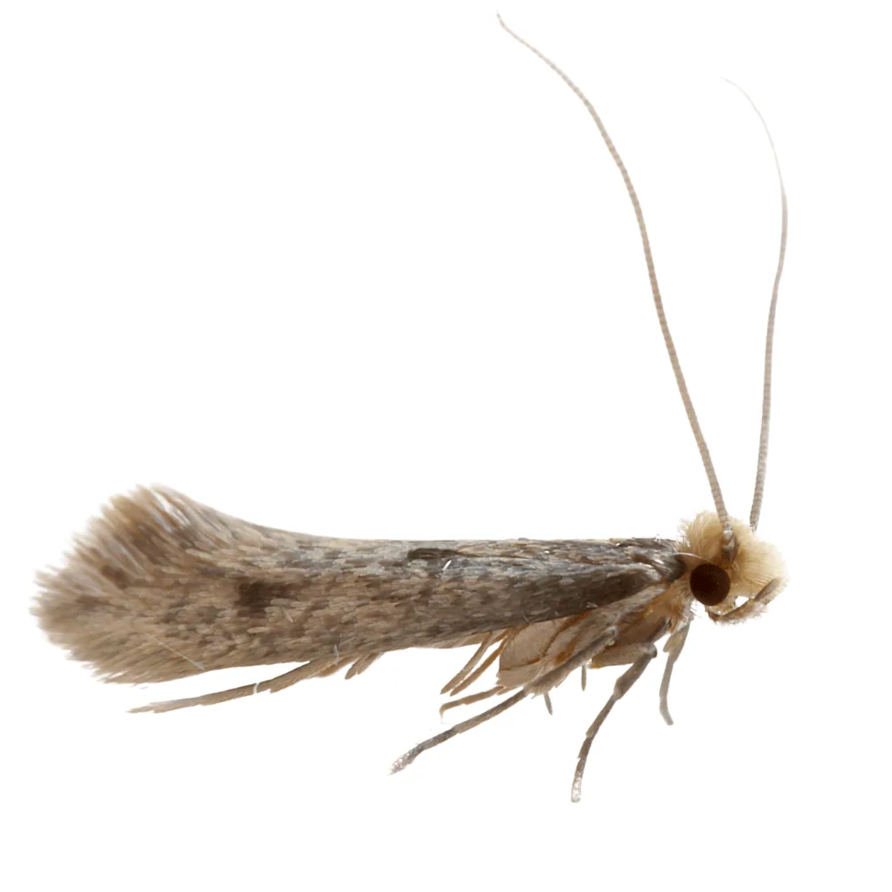 Mites