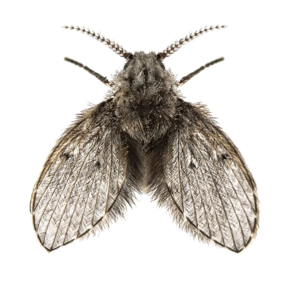 Mouche à drain