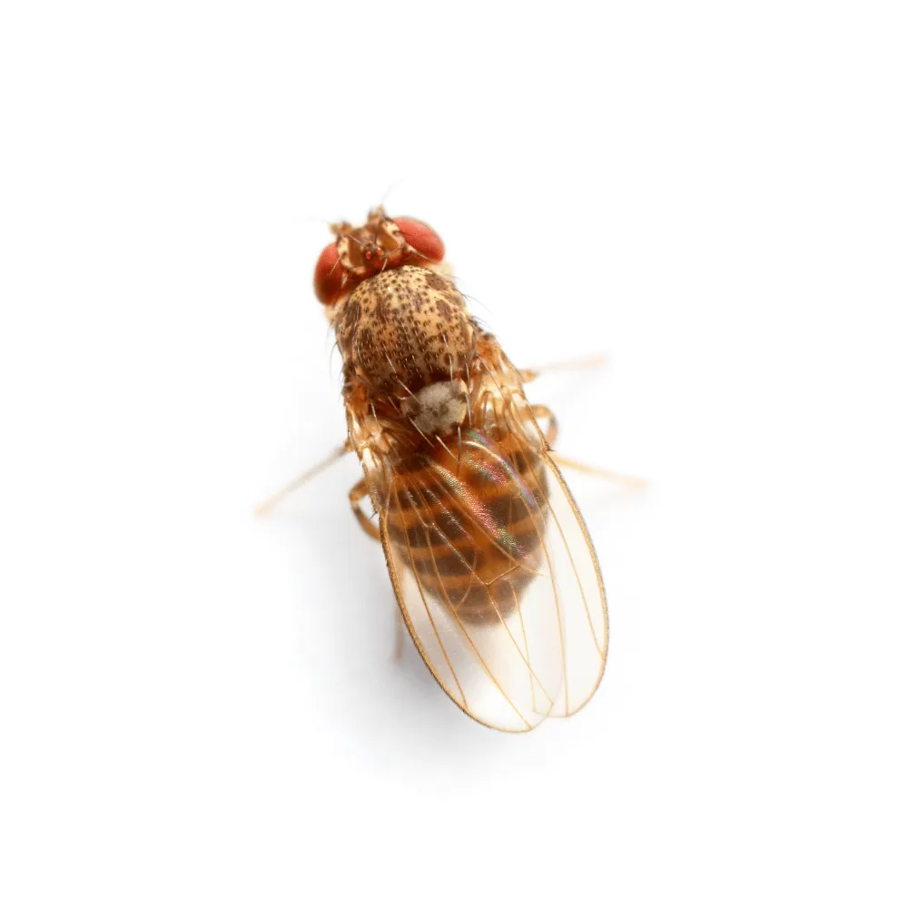 Mouche à fruit