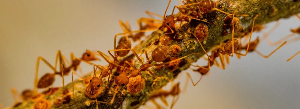 Ant Colony in Quebec – How to Identify, Prevent and Eliminate It Effectively