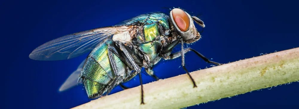 How to Get Rid of Blow Flies Effectively in Quebec