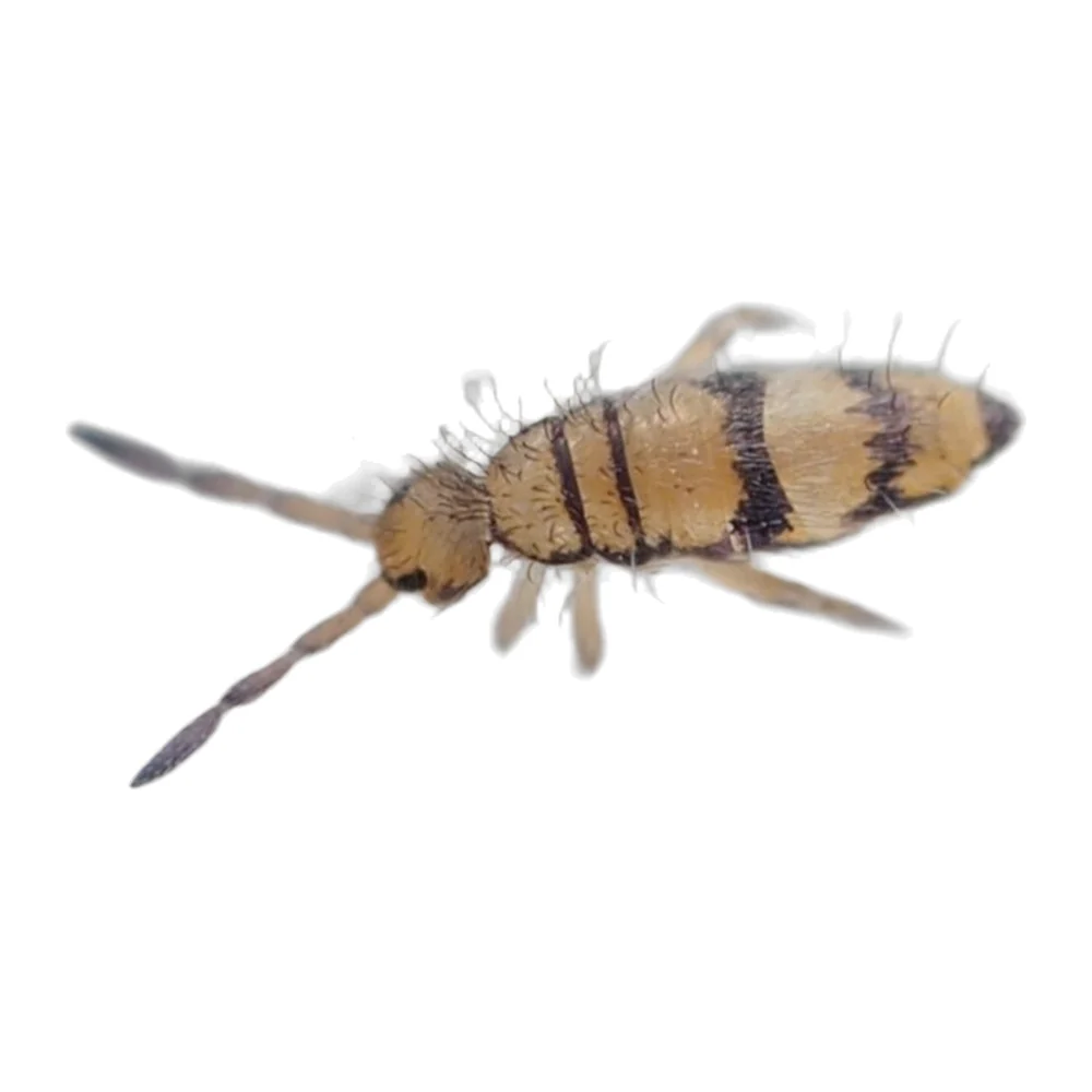 Collembole