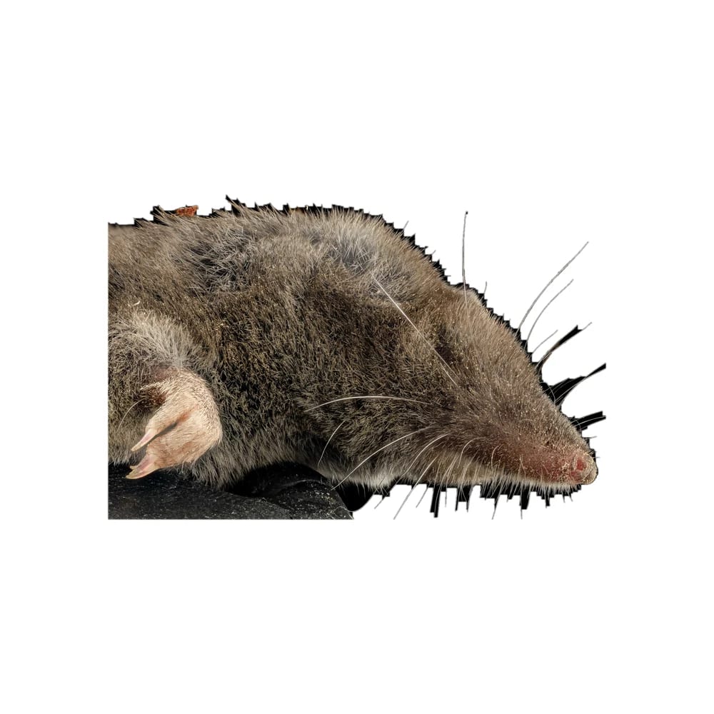 Musaraigne