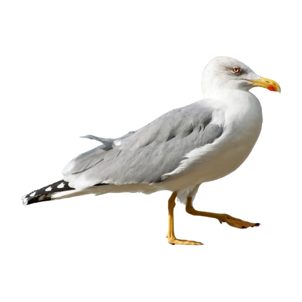 Goéland
