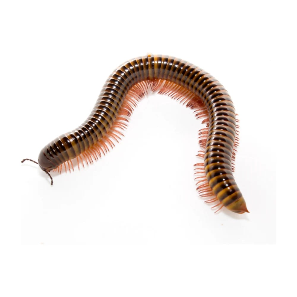 Mille-pattes