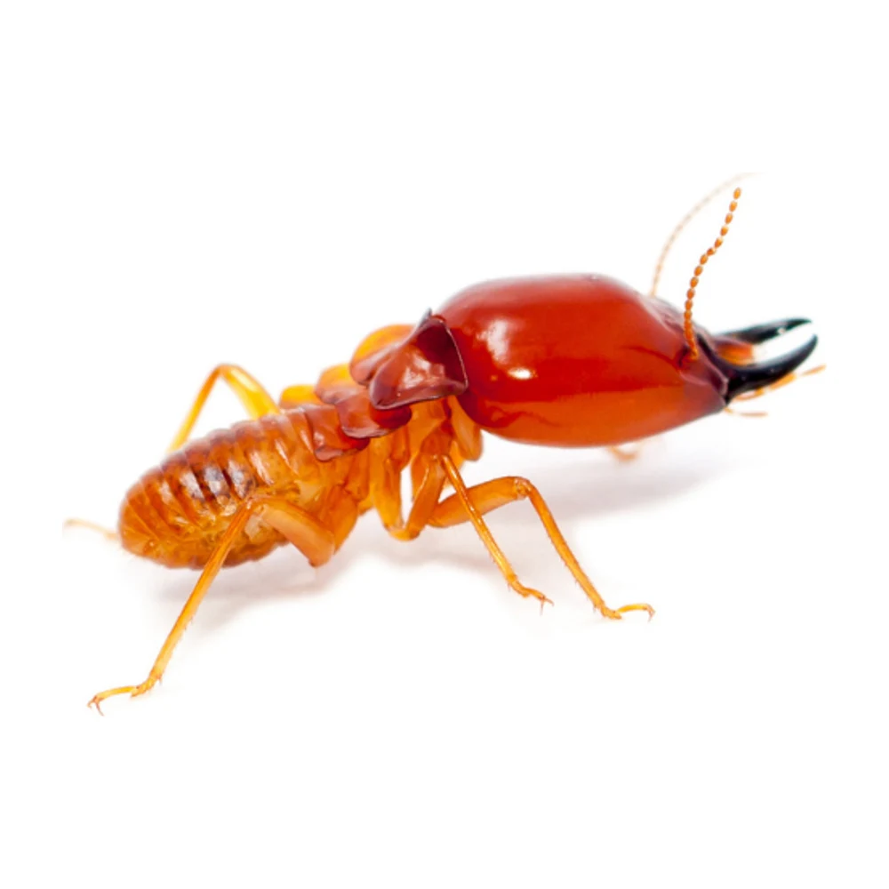 Termite