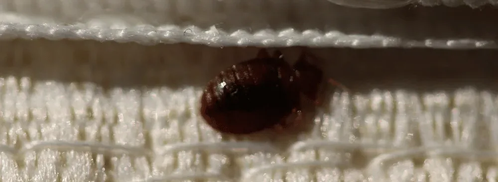 Bed bug hiding in a mattress seam
