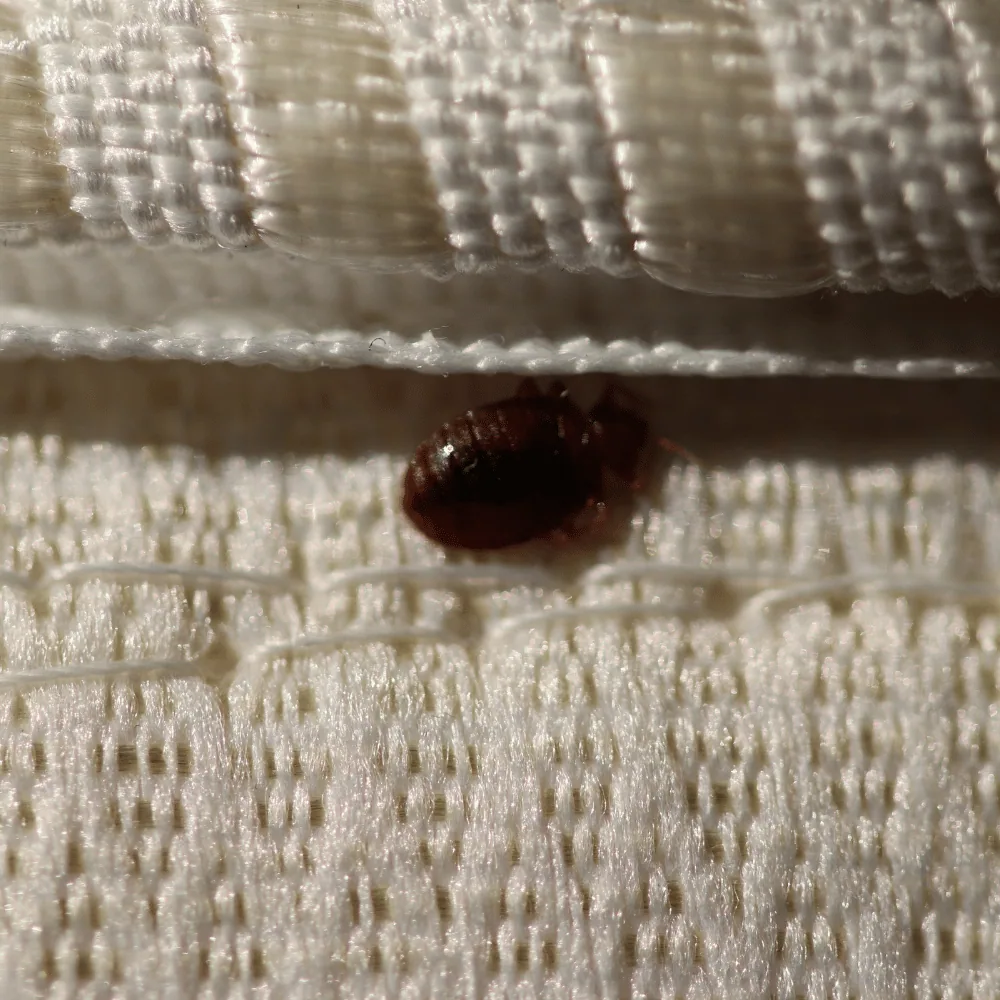 Bed bug inspection