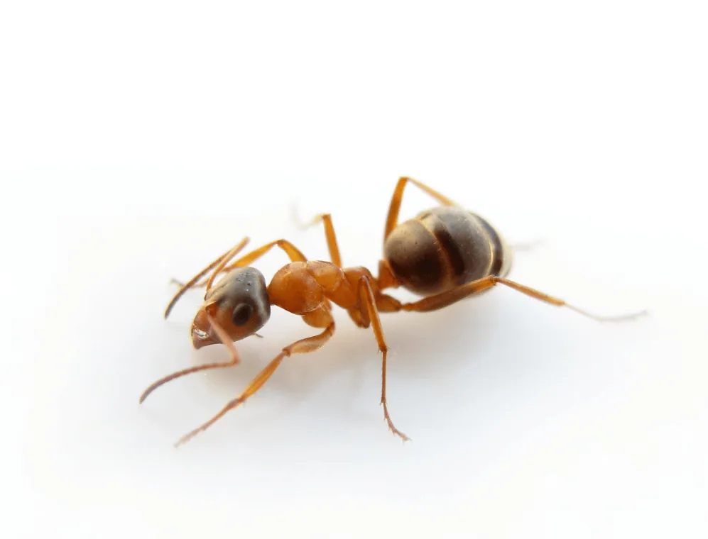Pharaoh ants