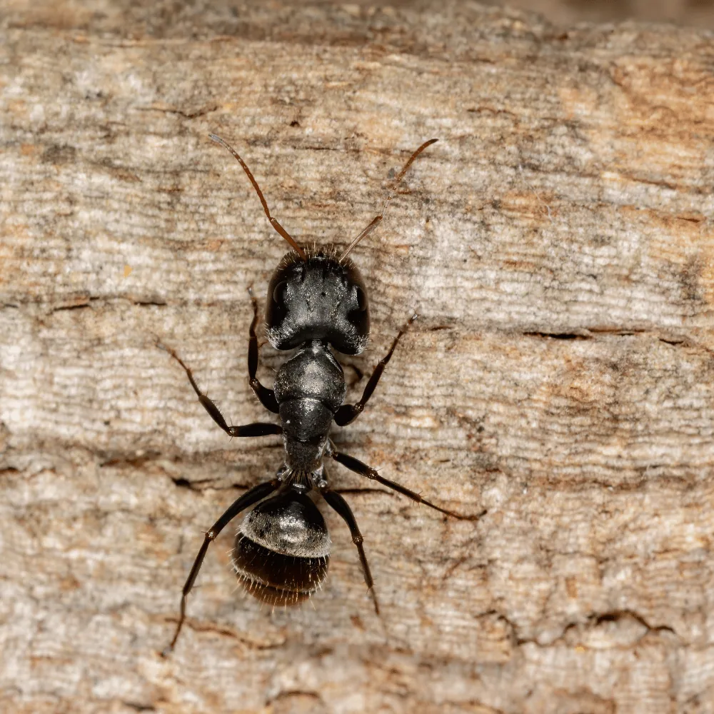 Carpenter ant