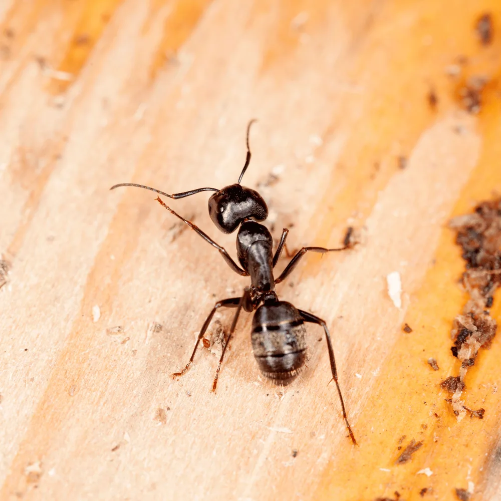 Carpenter ants