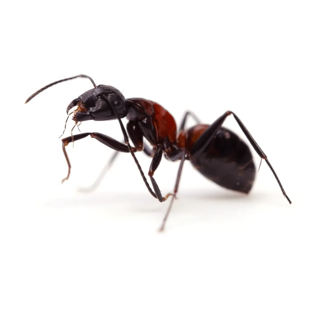 Pavement ants