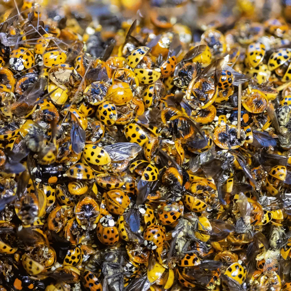 Asian lady beetles on a Quebec home exterior in the fall