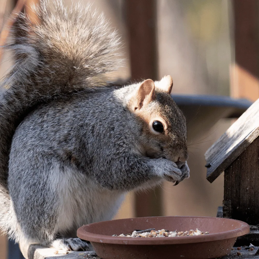 Grey squirrel