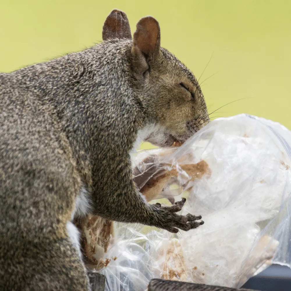 Squirrel by the garbage bins