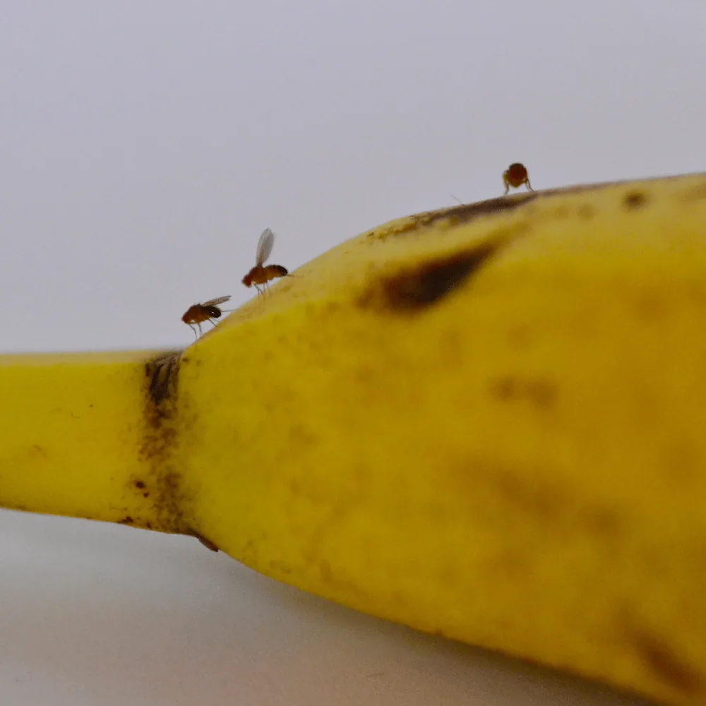 Fruit flies feeding