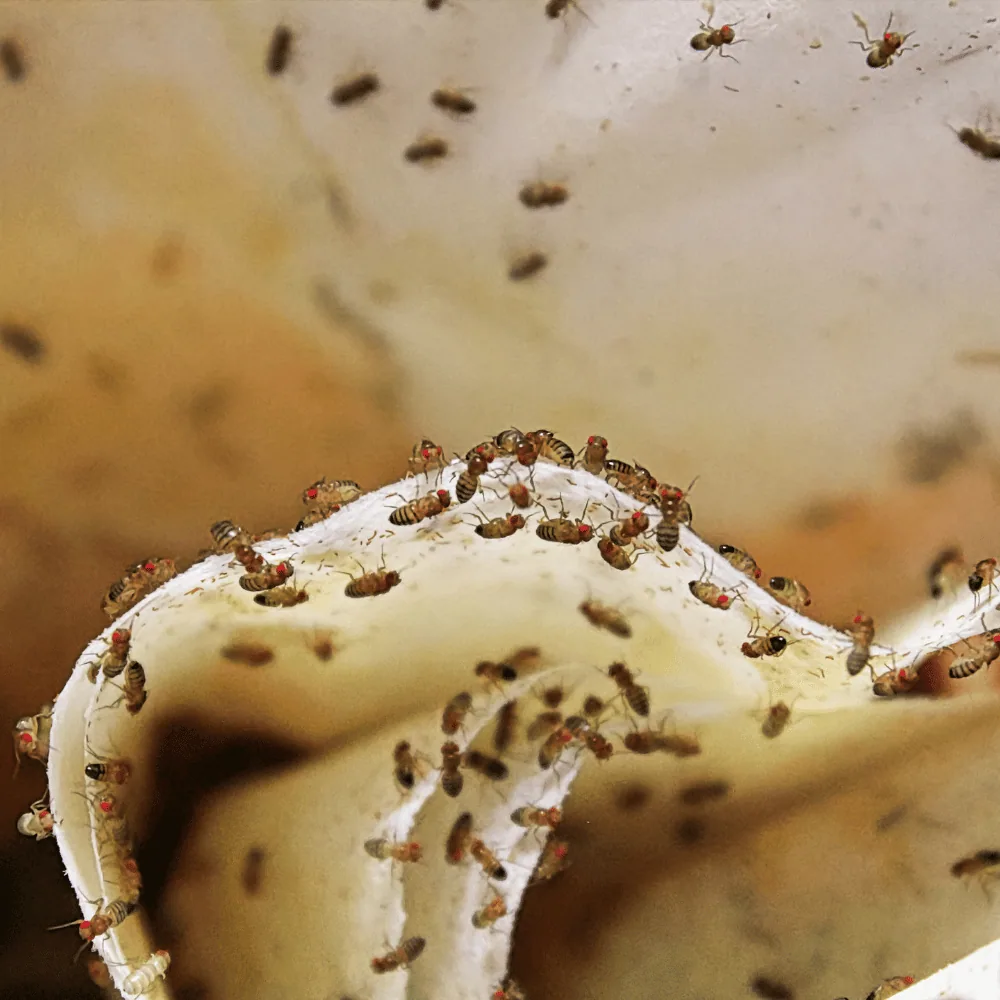 Fruit flies
