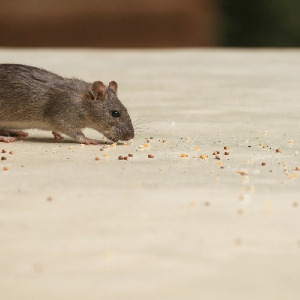Mouse eating