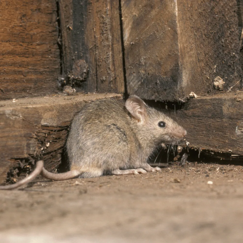 Mouse entering a house
