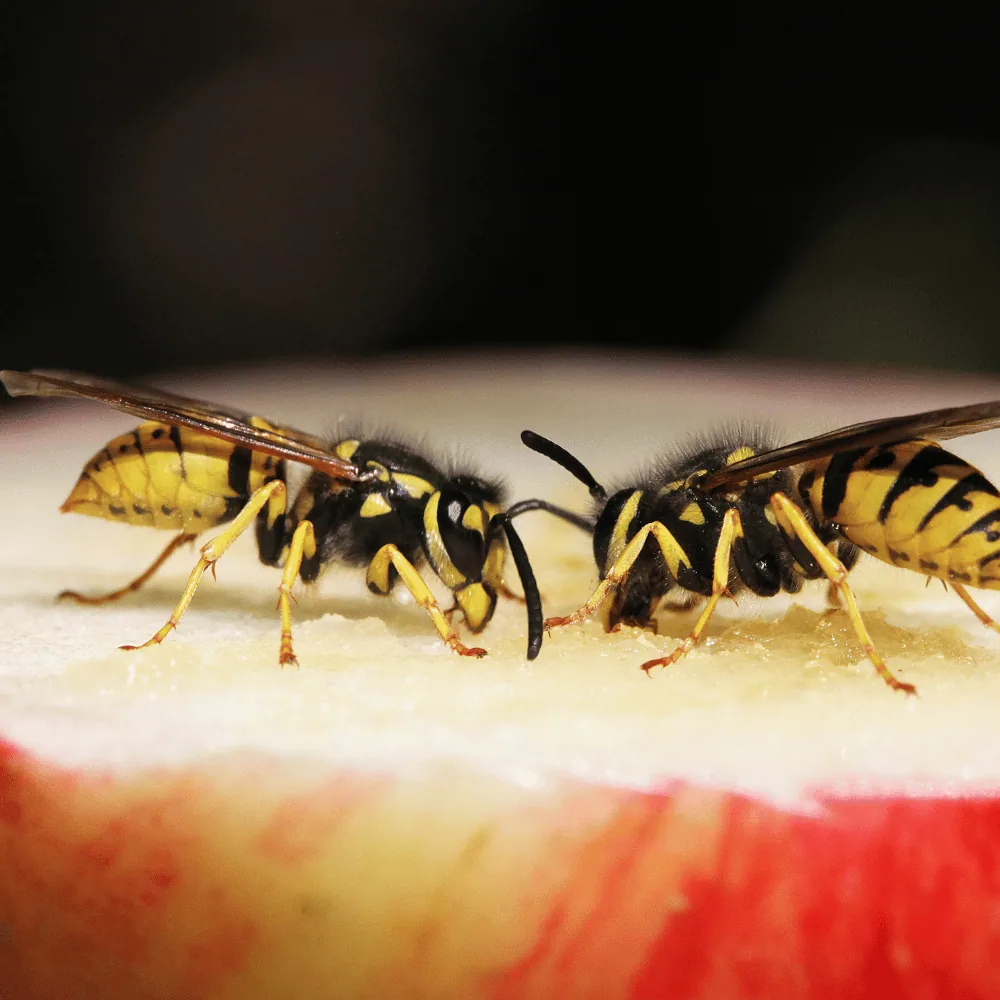 Wasps on fruit