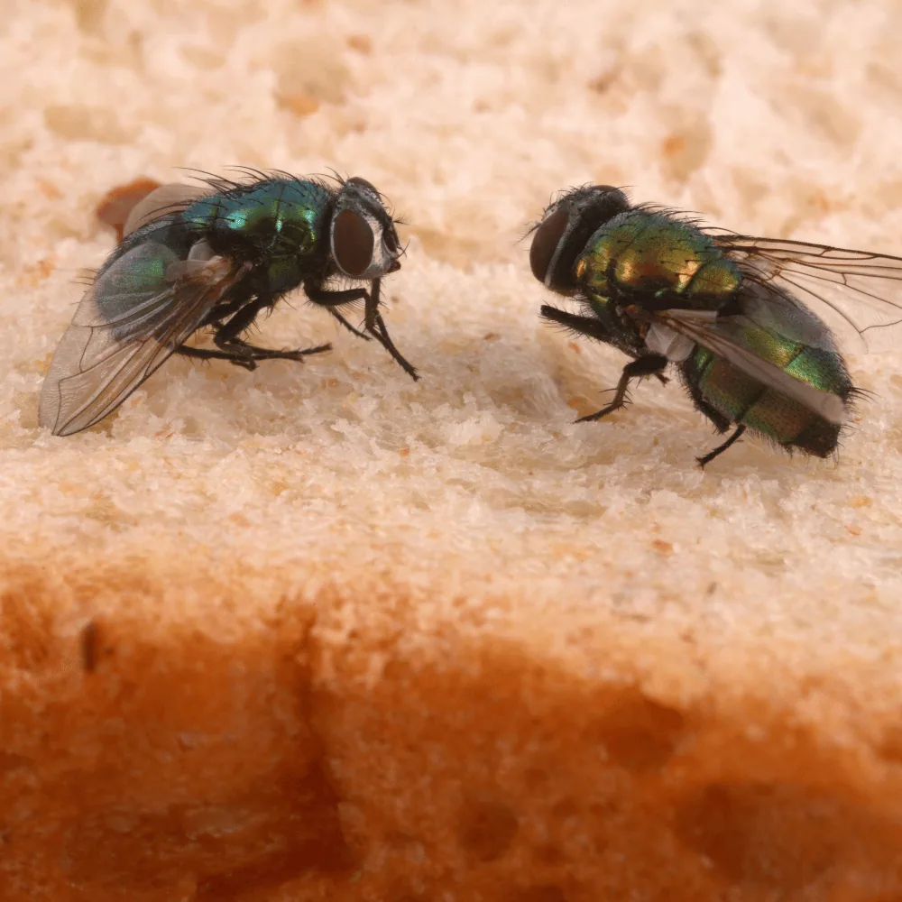Fly on food